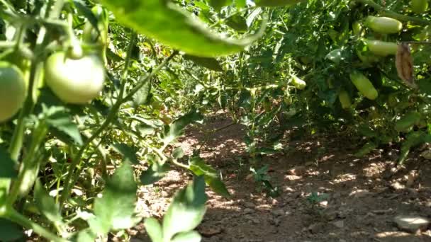 Tomates Verdes Frescos Videira Imagens Perto Sobre Plantação Tomates Naturais — Vídeo de Stock
