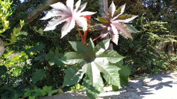 Grande Plante Vivace Avec Des Feuilles Forme Étoile Images Plein — Video