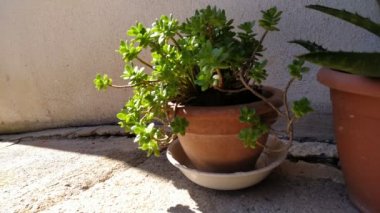 Bahçede yetişen sulu bitkiler. Dış mekan görüntüleri.