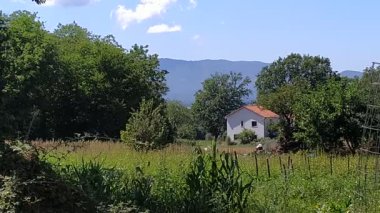 Küçük İtalyan köyünde sabah. Zeytin ağaçlarıyla çevrili kırmızı çatılı beyaz ev.