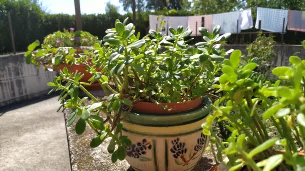 Sappige Potplanten Groeien Tuin Buiten Beelden — Stockvideo