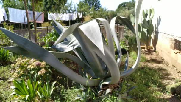 Planta Suculenta Gigante Creciendo Jardín Imágenes Exteriores — Vídeo de stock