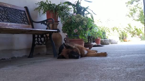 German Shepherd Dog Suffering Hot Summer Day Close Outdoor Footage — Stock Video