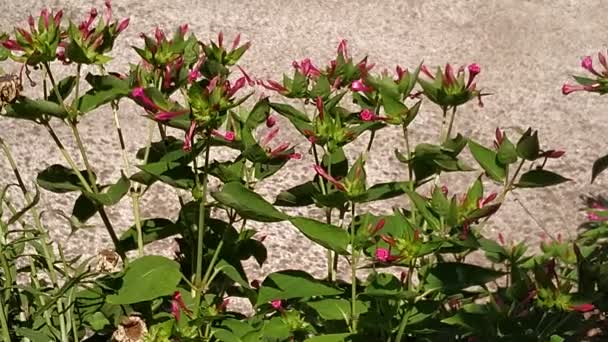 Planta Flores Rosadas Cerca Imágenes Exteriores — Vídeos de Stock