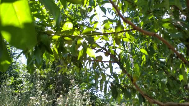 Groene Blad Plant Zon Schijnt Door Loof — Stockvideo