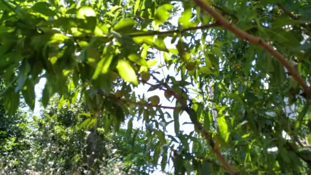 Planta Hoja Verde Sol Brilla Través Del Follaje Ver Imágenes — Vídeo de stock