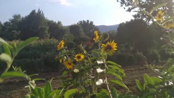 Girasoles Jardín Mañana Día Soleado Imágenes Exteriores — Vídeo de stock