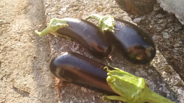 Eggplant Close Small Aubergines Fresh Vegetables Close Stone Wall — Stock Video