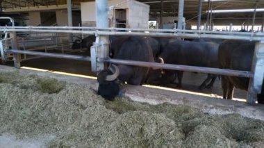 İtalyan Akdeniz bufaloları yiyor. Hayvanlar peynir mozzarella di buffala çiftlik yapma tutulur.