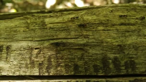 Formigas Pretas Jardim Andando Sobre Madeira — Vídeo de Stock