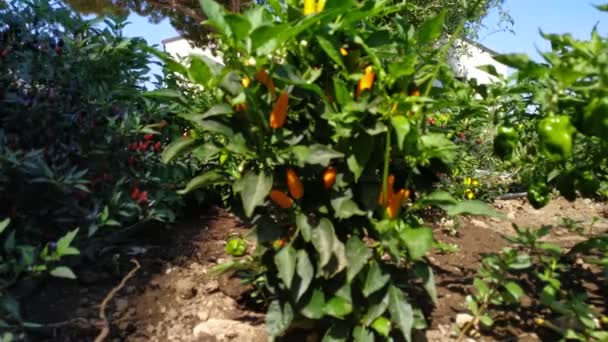 Közelről Tekintettel Növekvő Kis Paprika Kerti Szabadtéri Filmanyag — Stock videók