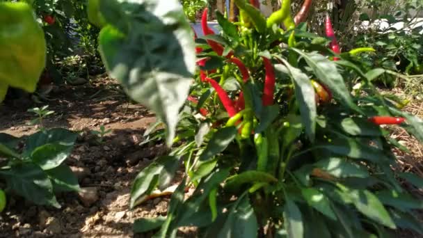 Primer Plano Cultivo Chile Jardín Imágenes Exteriores — Vídeo de stock