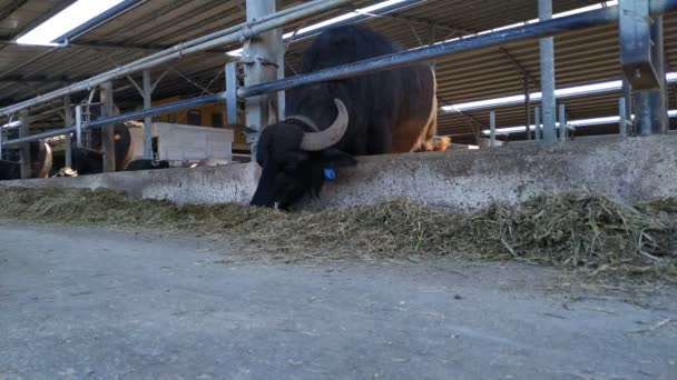意大利地中海水牛吃 动物保存在奶酪莫扎雷拉迪布沙拉制作农场 — 图库视频影像