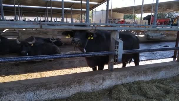 意大利地中海水牛吃和放松 动物保存在奶酪莫扎雷拉 使一个农场 — 图库视频影像
