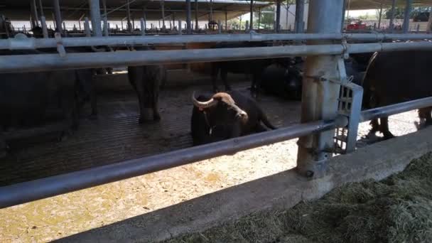 意大利地中海水牛吃 动物保存在奶酪莫扎雷拉制作农场 — 图库视频影像