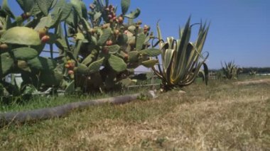 Kaktüs meyve dikenli armut plantasyonu. Dış mekan görüntüleri.