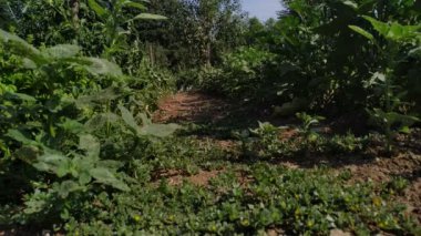 Alt görünüm taze büyüyen sebze. Yeşil doğal plantasyon.