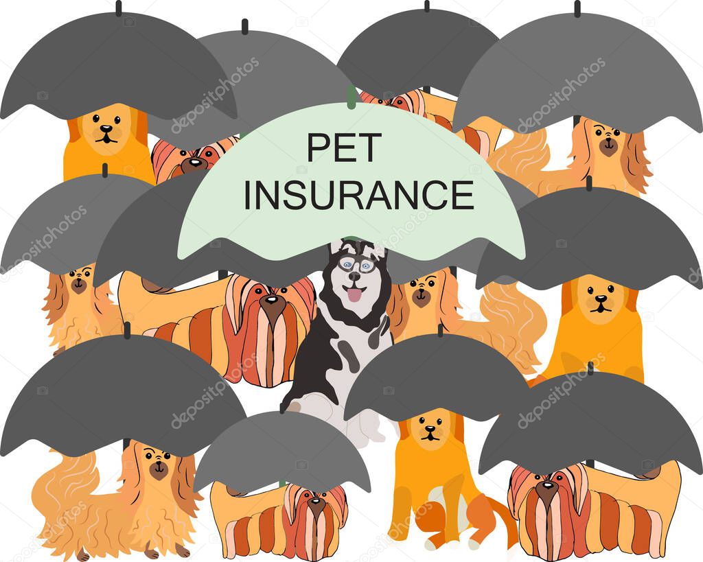 Husky dog under umbrella with note pet insurance.