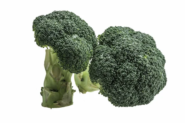 Broccoli White Background — Stock Photo, Image