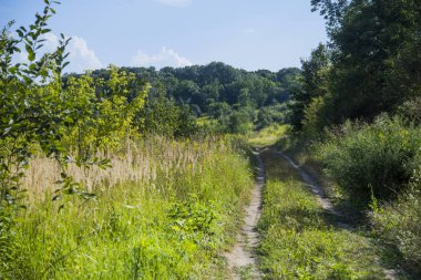 Ormandaki ağaçlar ile bir alanda yol