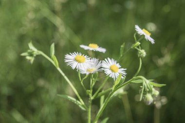 güzel bush Papatya alan