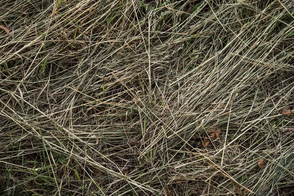 Rasen Auf Dem Feld Für Tiere Gemäht — Stockfoto