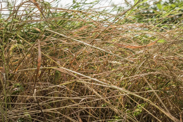 Verbranntes Gras Der Sonne — Stockfoto