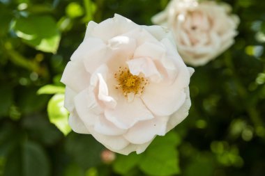 yaz aylarında bahçede gül çalı