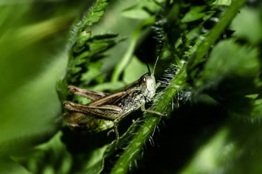 Yaz aylarında sap üzerinde chirruping çekirge