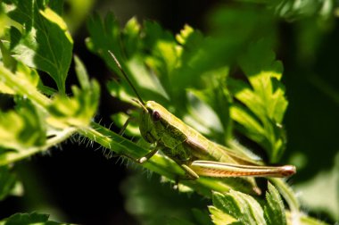 Böcekler çiçekler güneşin üzerinde