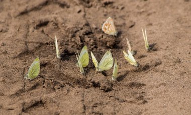 Kuma toplanan kelebekler