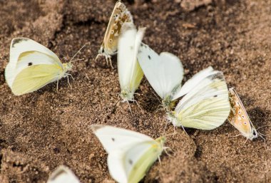 Kuma toplanan kelebekler