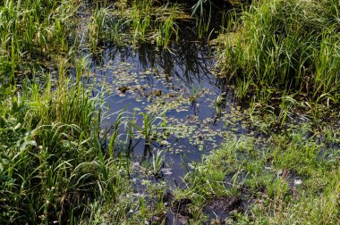 Quagmire yakınındaki nehrin yakınındaki bataklık