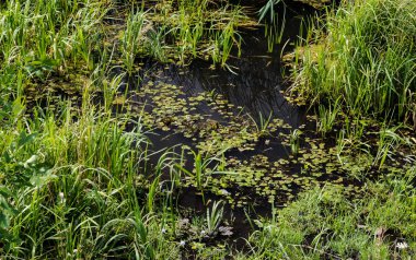 Quagmire yakınındaki nehrin yakınındaki bataklık