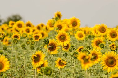 Sıcak bir yaz günü ayçiçeği yakın çekim