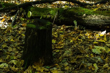 Düşmüş ağaç ve orman güdük