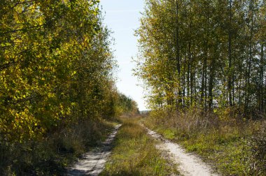 Sonbahar ormanında yol