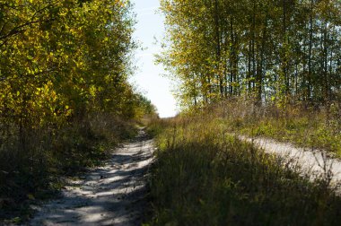 Sonbahar ormanında yol