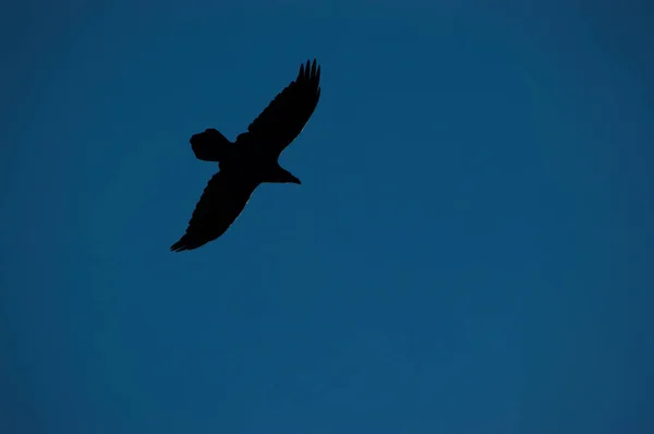 Silhouette of a bird in the sky