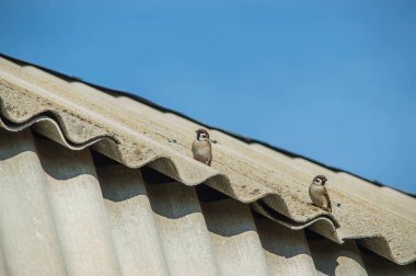 Çatı ve ağaçlar üzerinde oturan kuşlar