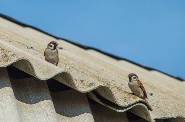 Çatı ve ağaçlar üzerinde oturan kuşlar