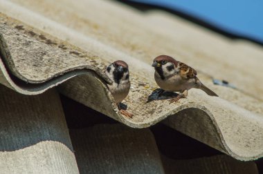 Çatı ve ağaçlar üzerinde oturan kuşlar