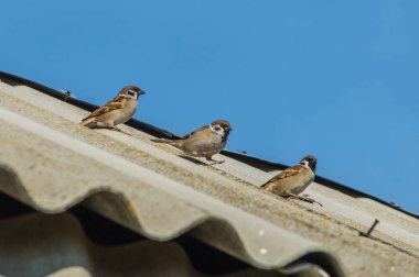 Çatı ve ağaçlar üzerinde oturan kuşlar