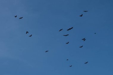 Gökyüzünde uçan bir kuşun silüeti