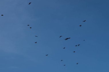 Gökyüzünde uçan bir kuşun silüeti