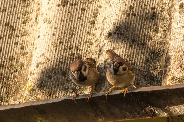 Oiseaux Assis Sur Toit Les Arbres — Photo