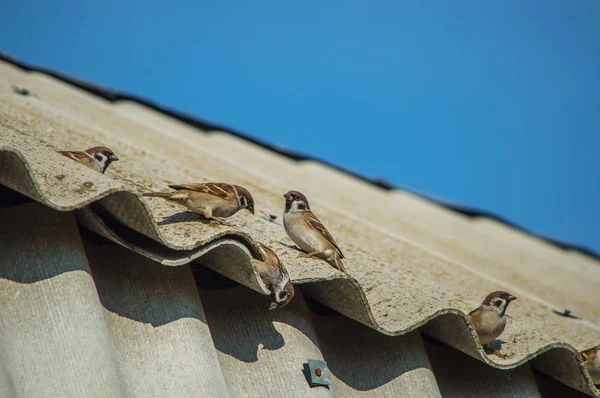 Птицы Сидят Крыше Деревья — стоковое фото