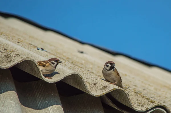 Πουλιά Που Κάθεται Στην Οροφή Και Δέντρα — Φωτογραφία Αρχείου