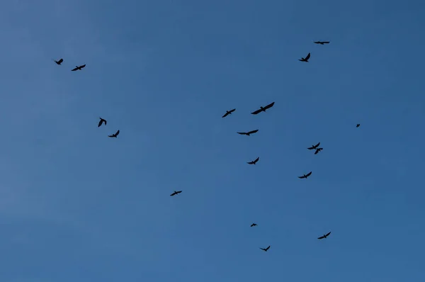 Silhouette Oiseau Volant Dans Ciel — Photo