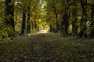 Sonbahar yol mesafe içine bırakarak